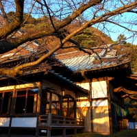 安養院 田代寺