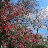真福寺